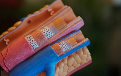 CoQ10 and Statins: Protecting Your Energy and Cellular Health